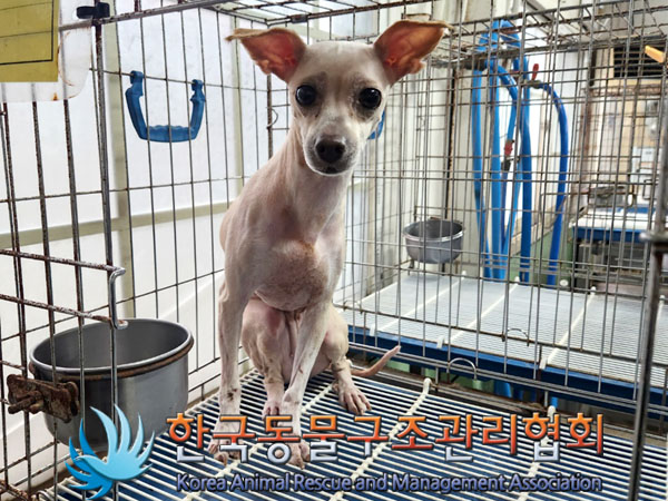 한국동물구조관리협회_411311202300613